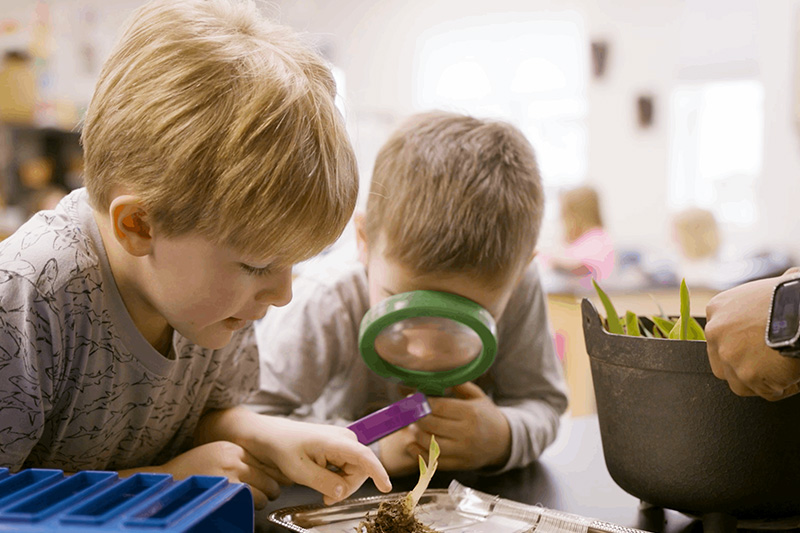 Two little boys in a classroom studying a plant holding magnifying glasses. 